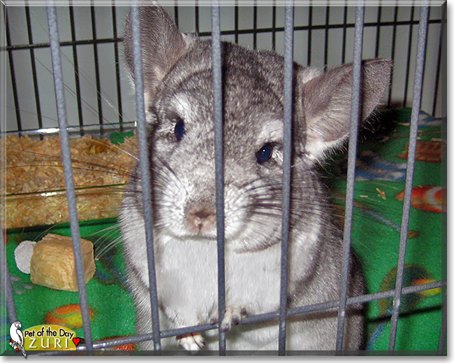 Zuri, the Pet of the Day Zuri, the Pet of the Day