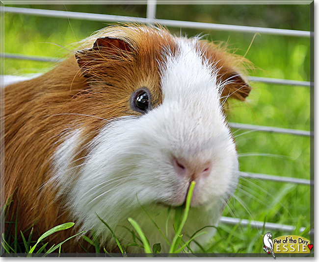 Essie, the Pet of the Day Essie, the Pet of the Day