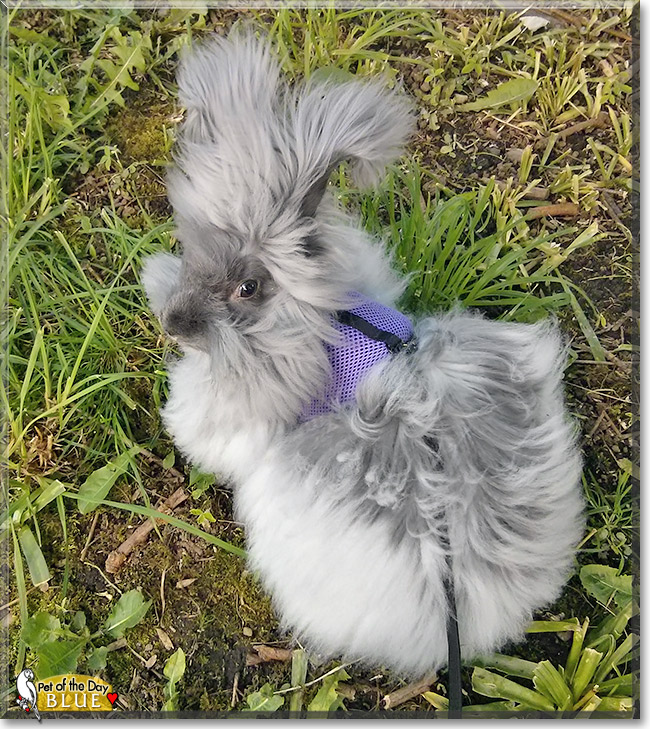 Blue, the Pet of the Day Blue, the Pet of the Day