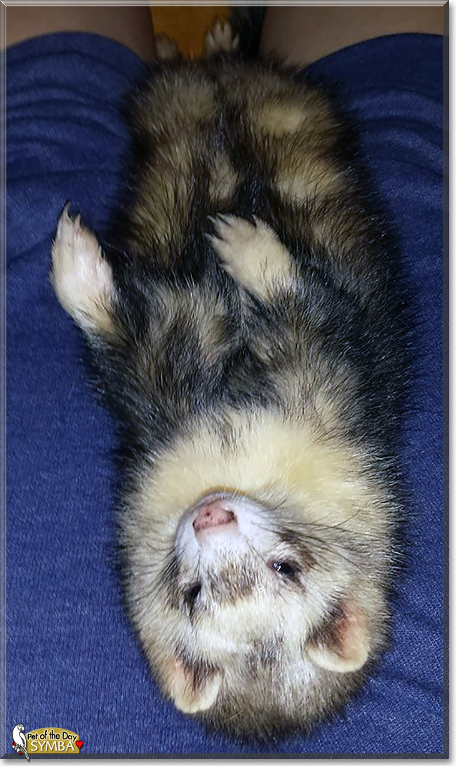 Symba, the Pet of the Day Symba, the Pet of the Day