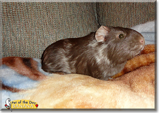 Banana, the Pet of the Day Banana, the Pet of the Day