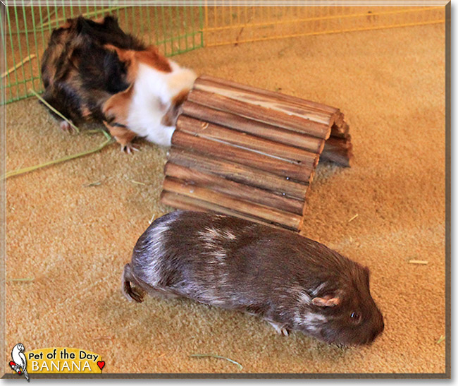 Banana, the Pet of the Day Banana, the Pet of the Day
