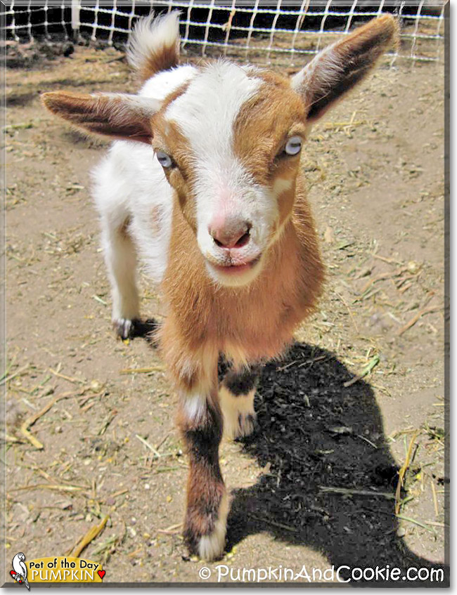 Pumpkin Pie, the Pet of the Day