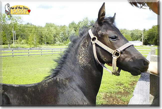 Sassy, the Pet of the Day Sassy, the Pet of the Day