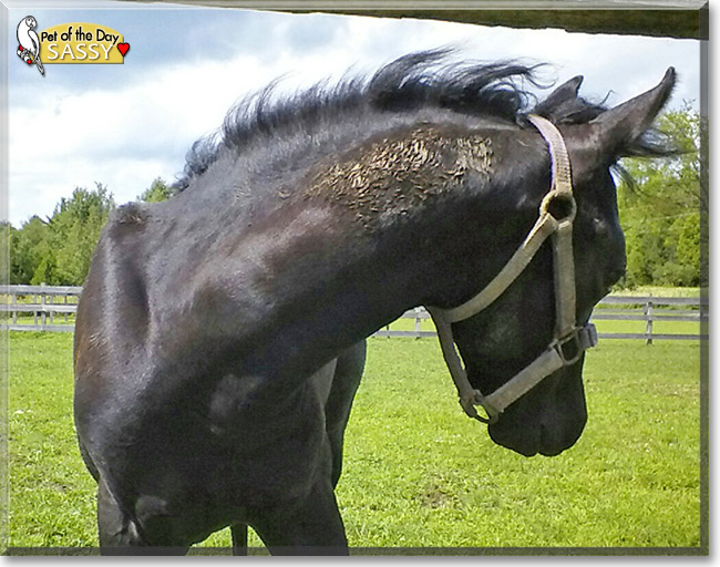 Sassy, the Pet of the Day Sassy, the Pet of the Day