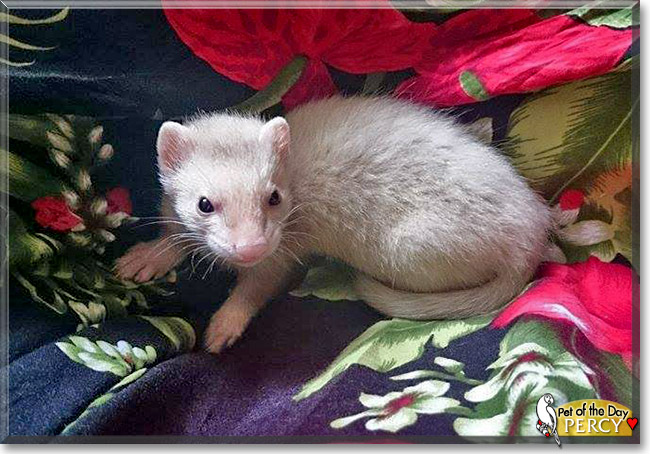 Percy, the Pet of the Day Percy, the Pet of the Day