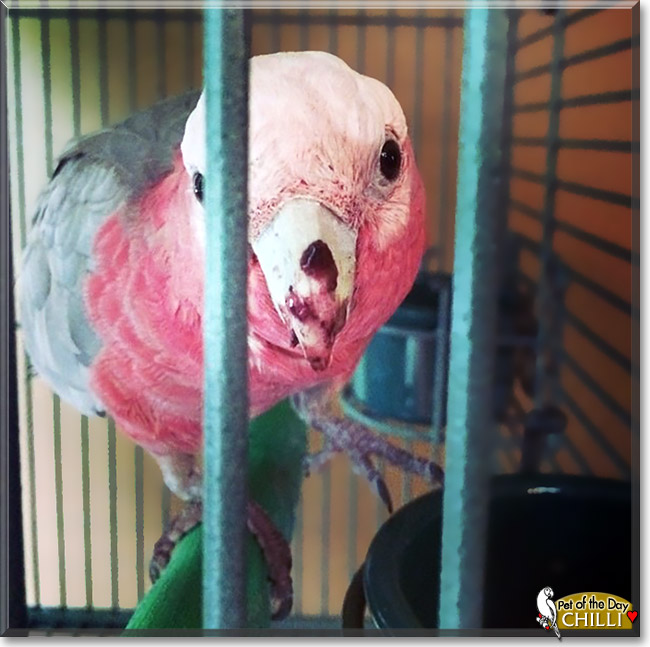 Chilli, the Pet of the Day Chilli, the Pet of the Day