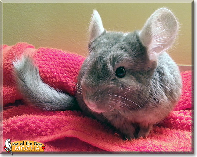 Mocha, the Pet of the Day Mocha, the Pet of the Day