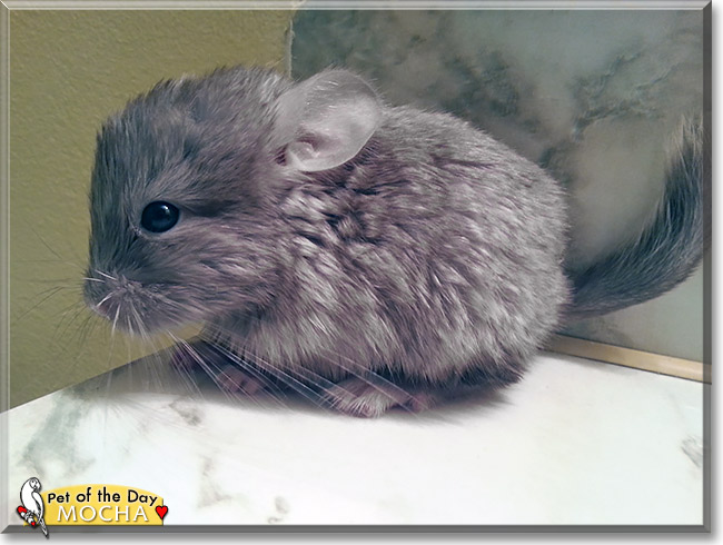 Mocha, the Pet of the Day Mocha, the Pet of the Day
