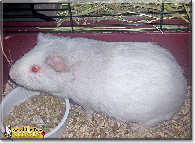 Scooby, the Pet of the Day Scooby, the Pet of the Day