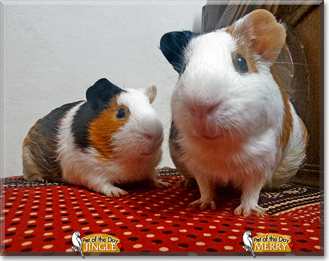 Merry, Jingle, the Pet of the Day