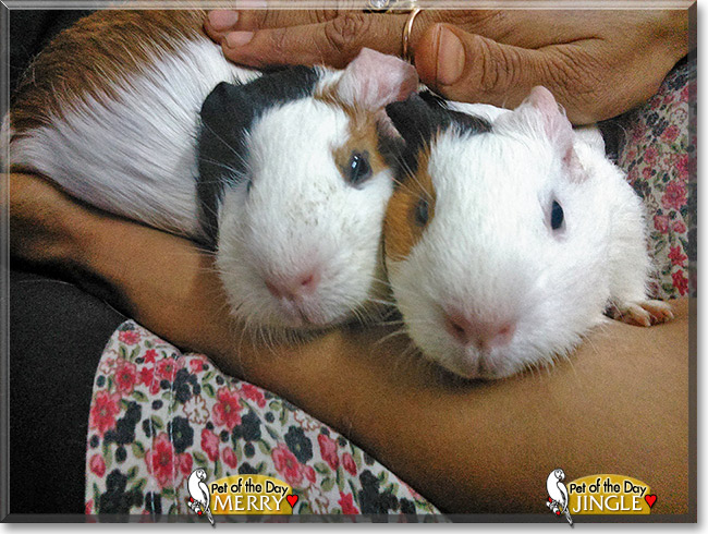 Merry, Jingle, the Pet of the Day