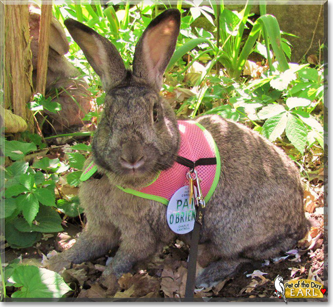 Earl Slidell, the Pet of the Day Earl Slidell, the Pet of the Day