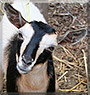 Cinnamon the Nigerian Dwarf Goat