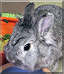 Skittles BunPants the Lion Head Rabbit
