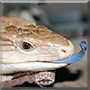 Skanky the Northern Blue Tongued Skink