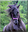 Pearl the Tennessee Wallking Horse