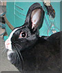 Domino the Dutch Rabbit mix
