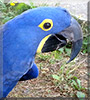 Dakota Rae the Blue Hyacinth Macaw