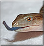 Indivar the Blue Tongue Skink
