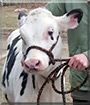 Alice the Holstein Cow