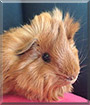Chewy the Guinea Pig