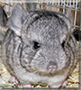 Zuri the Chinchilla