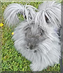 Blue the English Angora Rabbit