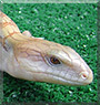 Chai the Northern Blue Tongue Skink