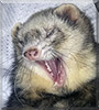 Symba the Ferret