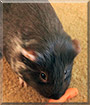 Banana the Guinea Pig