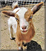 Pumpkin Pie the Nigerian Dwarf Goat