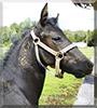Sassy the Morgan Horse