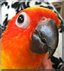 Kermit the Sun Conure