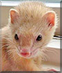 Percy the Ferret