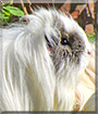 Patch the Sheltie Guinea Pig