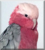 Chilli the Galah Cockatoo