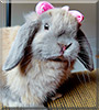 Maruchan the Rabbit