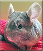 Mocha the Chinchilla