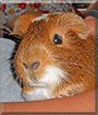Arnie the Guinea Pig