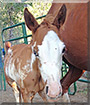Eriaott the Quarter Horse, Paint