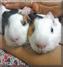 Merry, Jingle the Guinea Pig