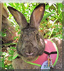 Earl Slidell the Rabbit