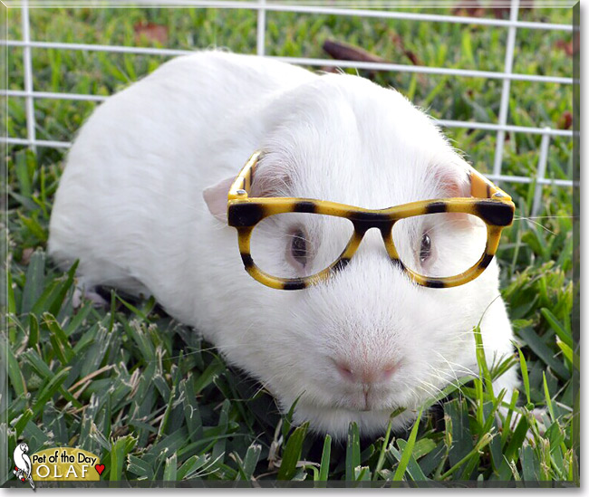 Olaf, the Pet of the Day Olaf, the Pet of the Day