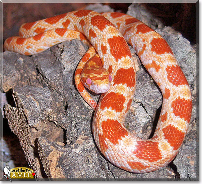 Amel, the Pet of the Day Amel, the Pet of the Day