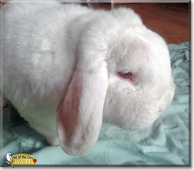 Willi, the Pet of the Day Willi, the Pet of the Day