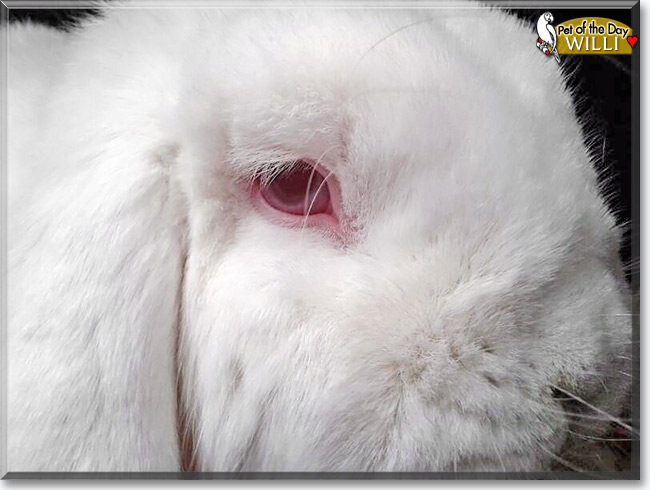Willi, the Pet of the Day Willi, the Pet of the Day
