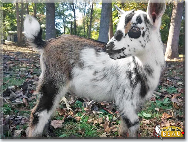 Beau, the Pet of the Day Beau, the Pet of the Day