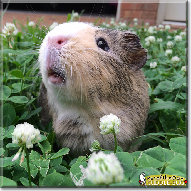 Cuddle-Bug, the Pet of the Day Cuddle-Bug, the Pet of the Day
