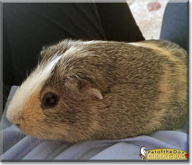 Cuddle-Bug, the Pet of the Day Cuddle-Bug, the Pet of the Day
